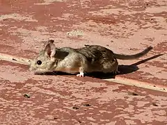 Description de l'image Desert Packrat (Neotoma lepida) eating sunflower seeds.JPG.