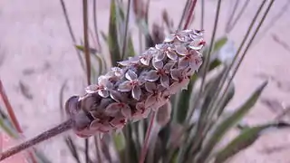 Inflorescence