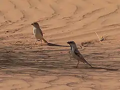 Benichab, Mauritanie