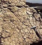 Fentes de dessiccation à la surface d'un banc de calcaire dolomitisé, sommet de cycle émersif métrique du lagon de la plate-forme liasique.