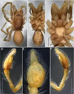 Description de l'image Desis vorax (10.3897-evolsyst.1.15735) Figure 6.jpg.