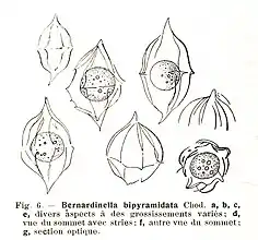 Bernardinella bipyramidata(Chlamydomonadales incertae sedis
