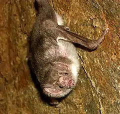 Une chauve-souris vampire du Pérou