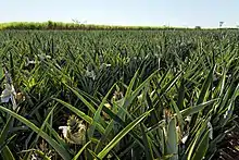 Ananas au Brésil. Le pays est le 3e producteur mondial. L'Amérique du Sud produit près de 20% de l'ananas du monde.