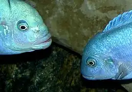 Mâle à gauche et femelle à droite ; on observe facilement le dimorphisme