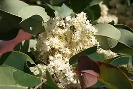 Fleurs (Burkina Faso)