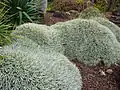 Jardin botanique Viejo y Clavijo sur l'île de Gran Canaria, Canaries, Espagne.