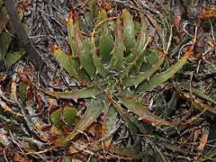 Description de l'image Deuterocohnia chrysantha 171724158.jpg.