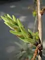 Inflorescence