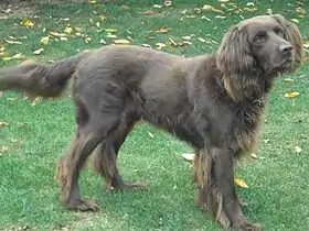 Chien d'arrêt allemand à poil long