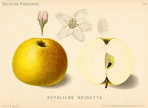 Pomme de reinette et pomme d'api, dans deux dessins botaniques.