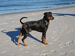 Pinscher allemand