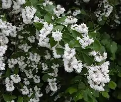 Deutzia scabra