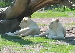 Les lions blancs du zoo.