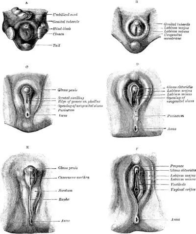 Formation du raphé visible lors du développement génital chez l'homme (à gauche) et la femme (à droite).