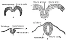 schéma développement du tube neural (en)