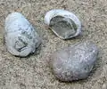 Gryphées, mollusques bivalves éteints du genre des huîtres, se trouve dans la formation de grès de Scalpa.