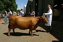 La photo couleur montre une vache couleur caramel tenue en longe par une femme. La personne donne une échelle de taille démontrant la petite stature de la vache.