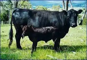 Vache Dexter et son veau