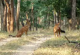 Deux dholes.