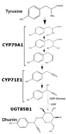 Schéma montrant le rôle des enzymes dans la synthèse de la dhurrine.