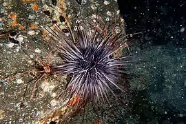 Diadema africanum aux Canaries.