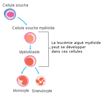 hematopoïèse et cellule pourvant engendrer une LAM