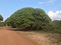 Description de cette image, également commentée ci-après