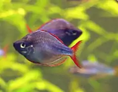 Description de l'image Diamant Regenbogenfisch (Melanotaenia praecox).jpg.