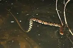 Description de l'image Diamond-back Water Snake (Sinonatrix aequifasciata) 環紋游蛇.jpg.