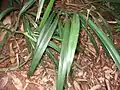 Dianella ensifolia: détail des feuilles.