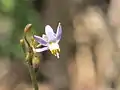 Dianella ensifolia: fleur