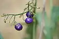 Dianella ensifolia: fruit