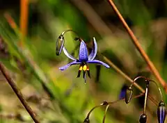 Description de l'image Dianella revoluta.jpg.