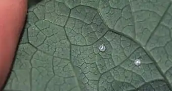 Deux œufs de Diane fixés au revers d'une feuille d'aristoloche à feuilles rondes Aristolochia rotunda.