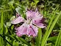 Dianthus plumarius