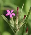 Dianthus armeria