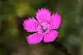 Dianthus deltoides (Vallée de l'Ossau)