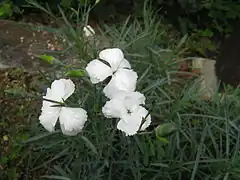 Description de l'image Dianthus furcatus2.jpg.