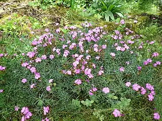 Œillet du granite(Dianthus graniticus)