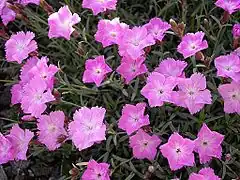 Description de l'image Dianthus gratianopolitanus ' la Bourboule' 2.JPG.