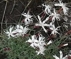 Description de l'image Dianthus praecox subsp lumnitzeri RF.jpg.