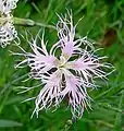 Dianthus superbus