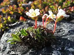 Description de l'image Diapensia lapponica plant upernavik.jpg.