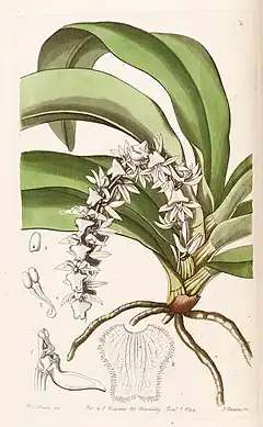 Description de l'image Diaphananthe pellucida (as Angraecum pellucidum) - Edwards vol 30 (NS 7) pl 2 (1844).jpg.