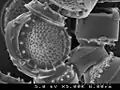 Diatomées au microscope électronique (×5000)
