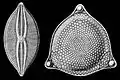 Diatomeae, d'après Haeckel (1914) : Kunstformen der Natur