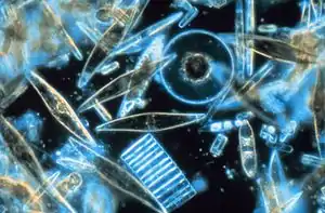 Diatomées vues au microscope, colorées en bleu sur fond noir.