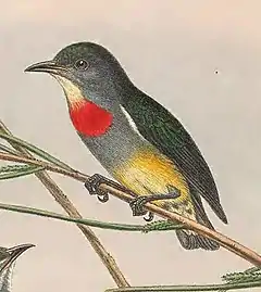 Description de l'image Dicaeum aeneum - The Birds of New Guinea (cropped).jpg.