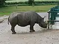 un rhinocéros